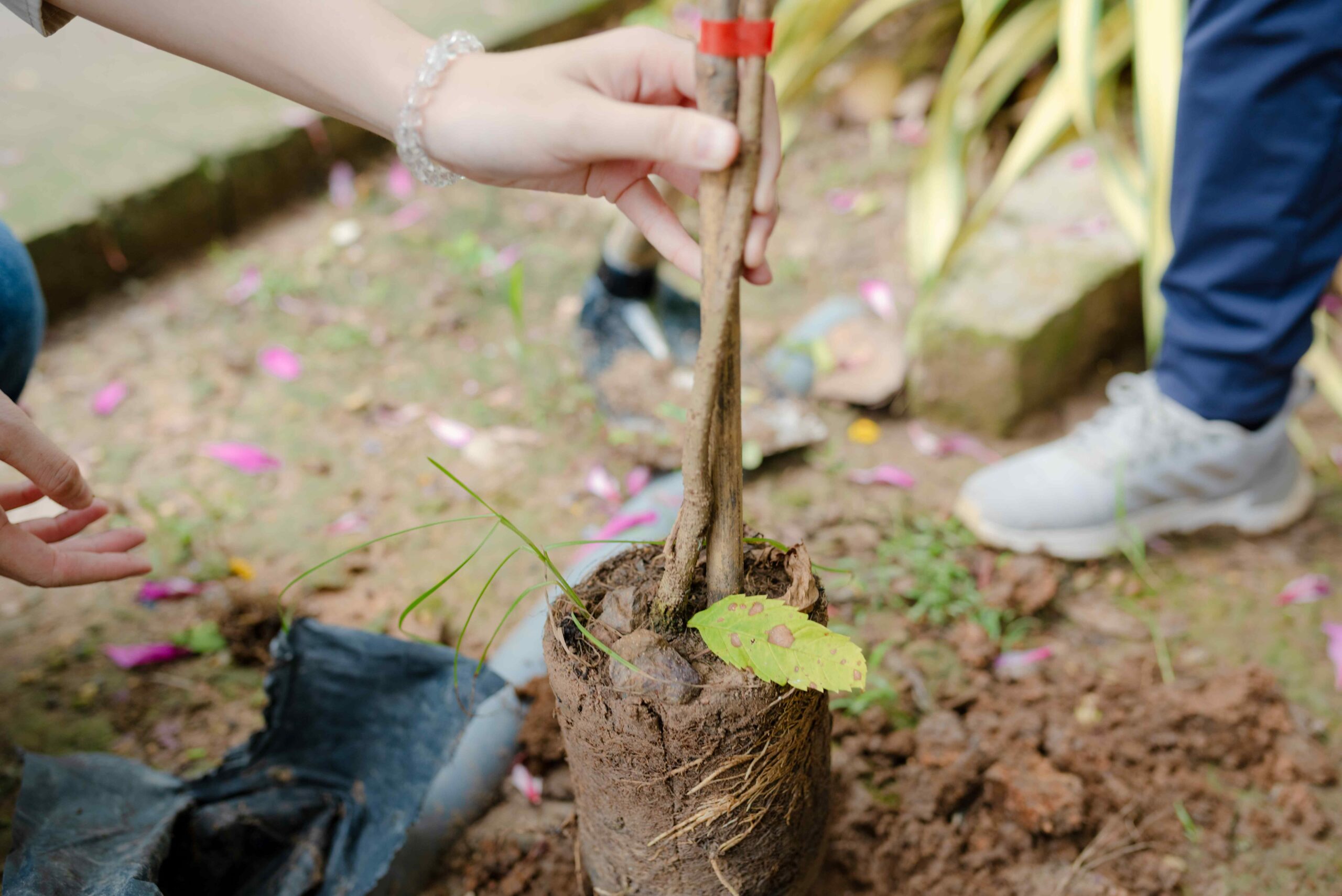 GIONG TROM DISTRICT – BEN TRE PROVINCE: CULTIVATE A GREENER AND CLEANER RURAL AREA THROUGH TREE PLANTING